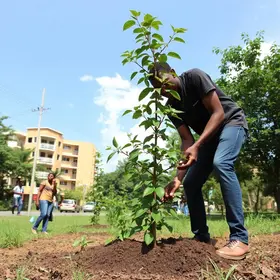 arborização urbana