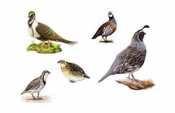 Bazar dos Pássaros - Foto 1