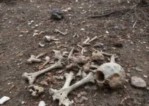 ossada humana