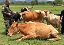 Operação Segura o Boi