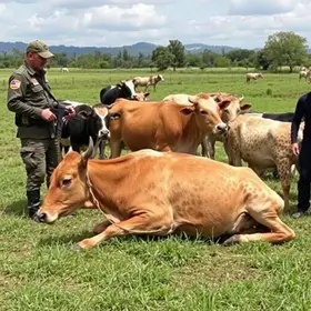 Operação Segura o Boi