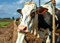 vaca Holandesa