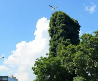 suspensão de linhas da Expresso Gardênia