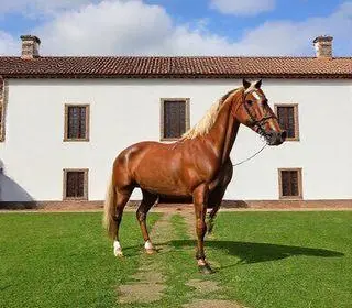 Museu Equestre