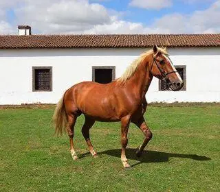 Vila Galé Collection Ouro Preto Museu Equestre Haras