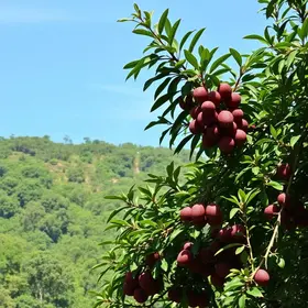 Festa da Jabuticaba de Cachoeira do Campo 2026