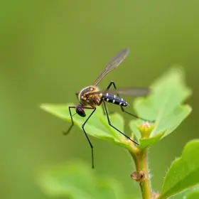 Dia D Contra O Aedes