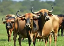 búfala recordista mundial de leite