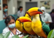 casal de tucanos